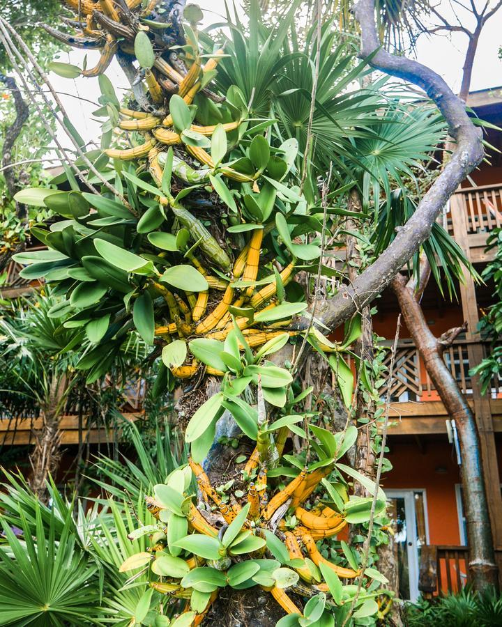 Hotel Posada Las Orquideas,West End Buitenkant foto